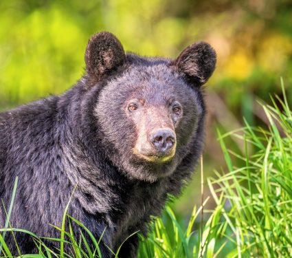 2024/08/Human-wildlife-overlap.jpg