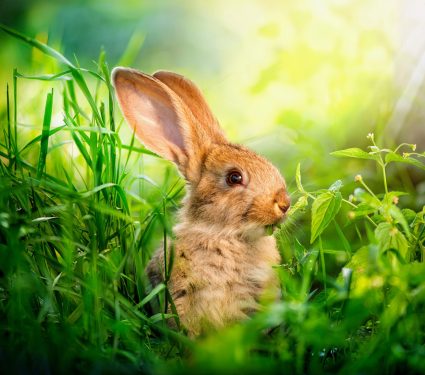 2024/08/Wild-rabbits.jpg