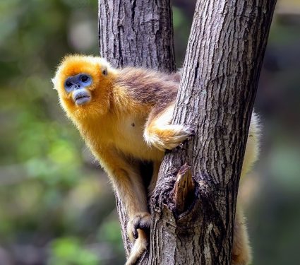 2024/08/Primate-features.jpg