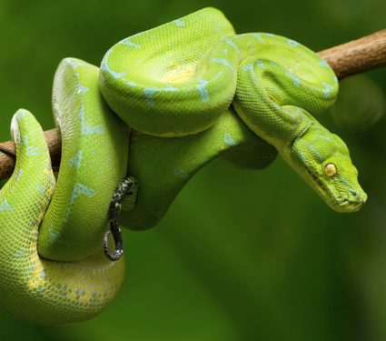 2024/08/Python-heart2.jpg