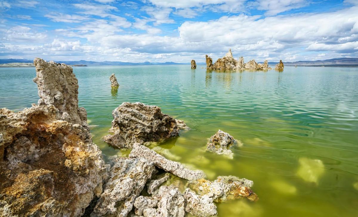 Tiny creature found in Mono Lake sheds light on animal evolution