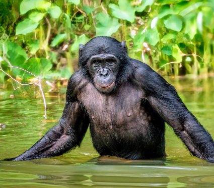 2024/08/Bonobos-evolution2.jpg