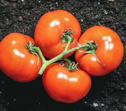 2024/08/how-tomatoes-are-thriving-in-space.jpg