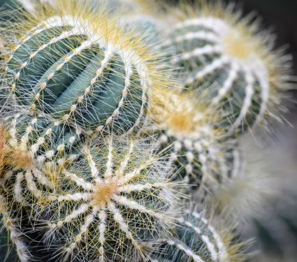 2024/08/Cacti-diversity.jpg