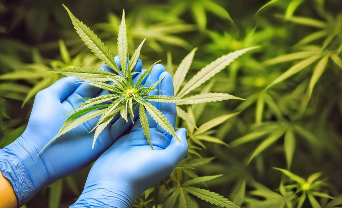Cannabis and hallucinogen use are at historically high levels