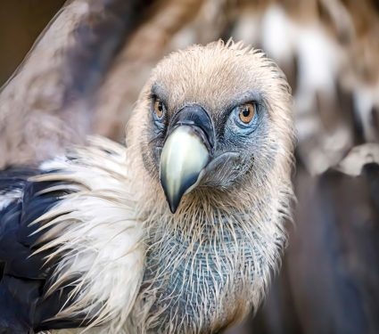 2024/08/Griffon-vultures.jpg