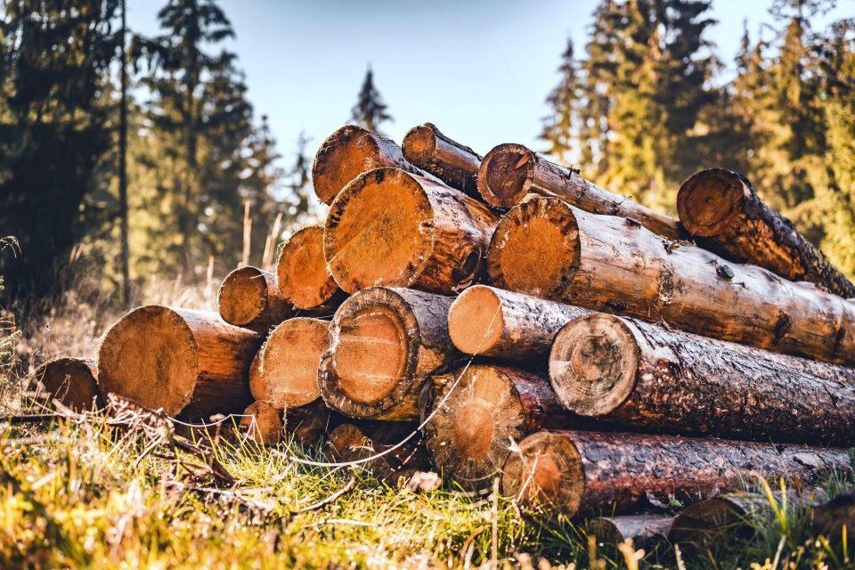 Food and timber production clash as temperatures rise