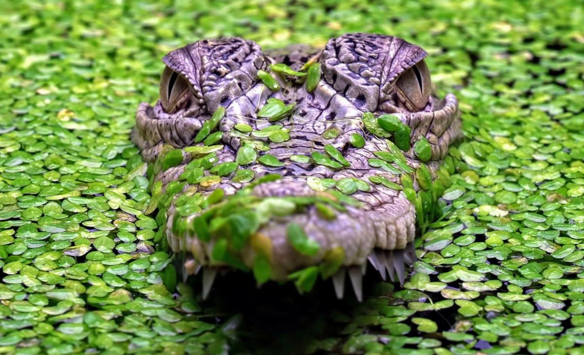 Culling is not effective in preventing crocodile attacks 