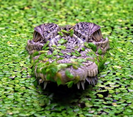 2024/09/Crocodile-culling.jpg