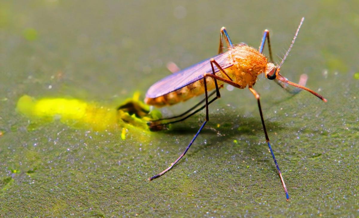 Mating secrets of mosquitoes may help us gain control of them