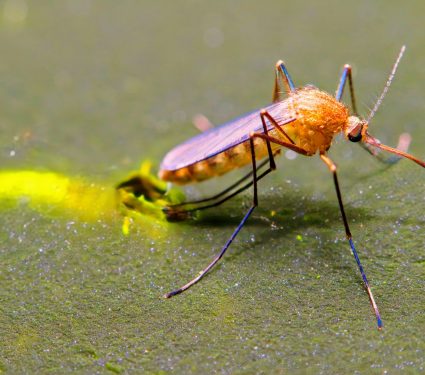 2024/09/Mosquito-mating.jpg