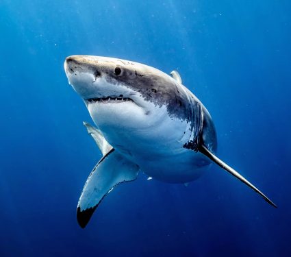 2024/09/Sharks-hunting.jpg