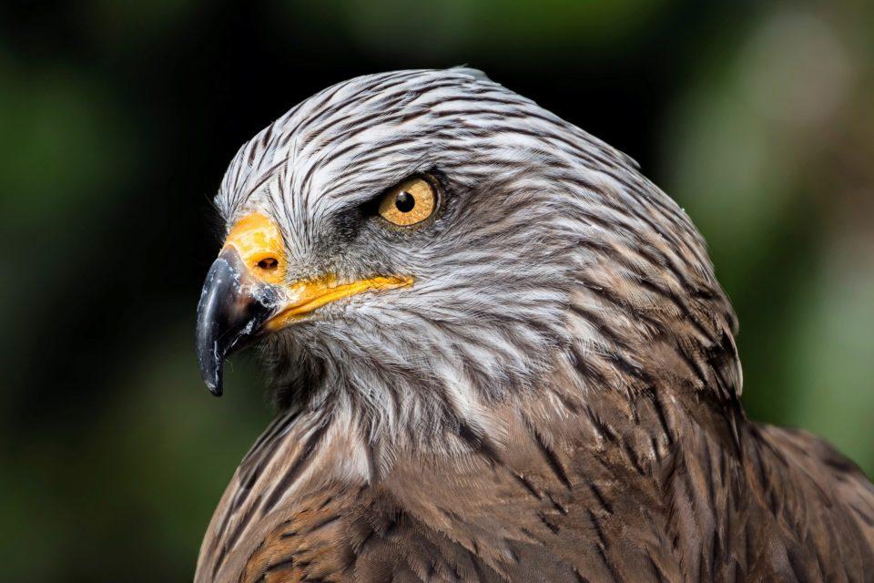 Resilient hawks manage to thrive despite shrinking habitats