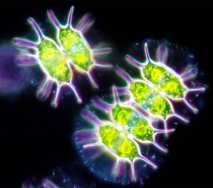 2024/09/photosynthesis-dark_arctic-ocean_1.jpg
