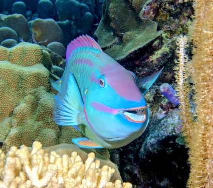 2024/09/Parrotfish.jpg