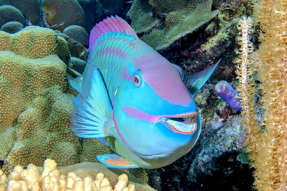 Parrotfish are more aggressive with strangers than neighbors