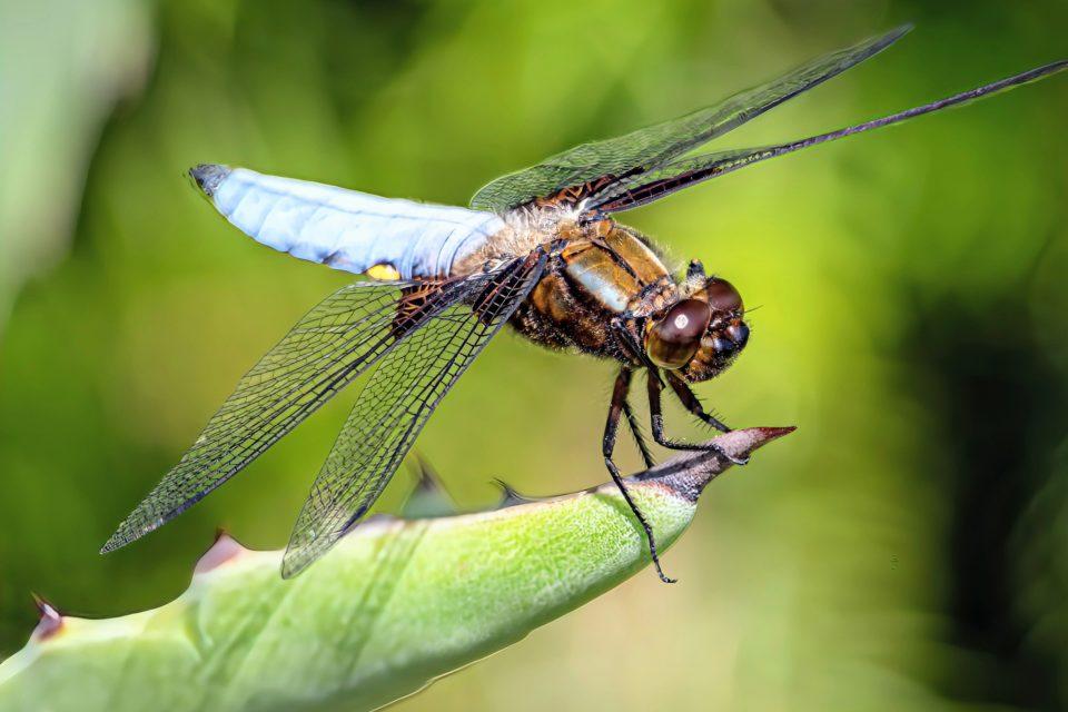 Dragonflies are perfect hunters, even in extreme temperatures