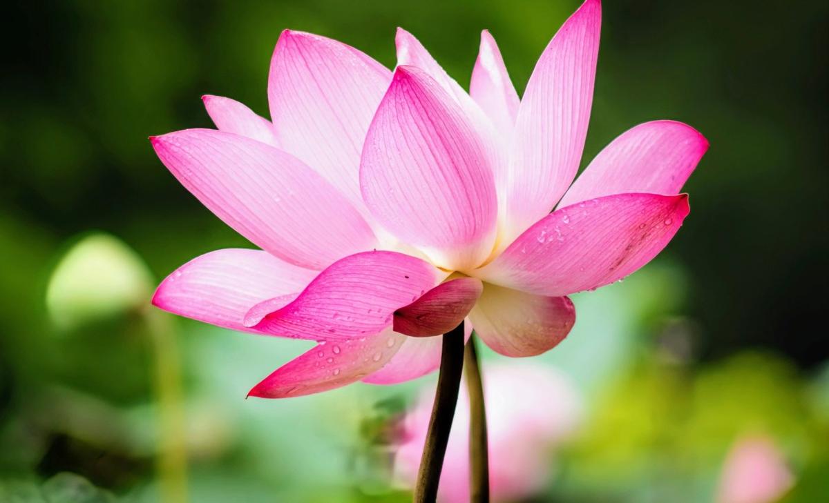 Some plants generate heat to attract pollinators