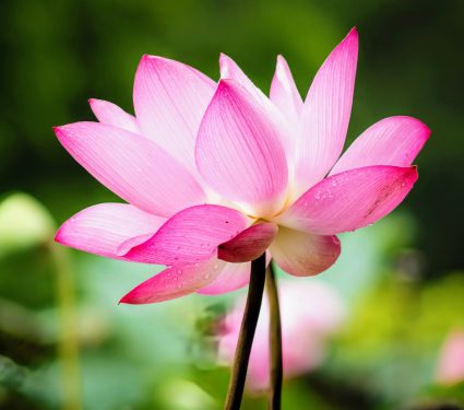 2024/09/Plants-heat-pollinators.jpg