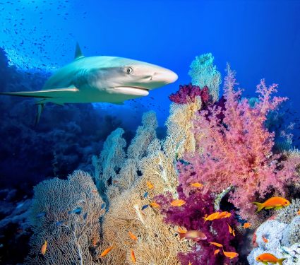 2024/09/Reef-shark-warming.jpg