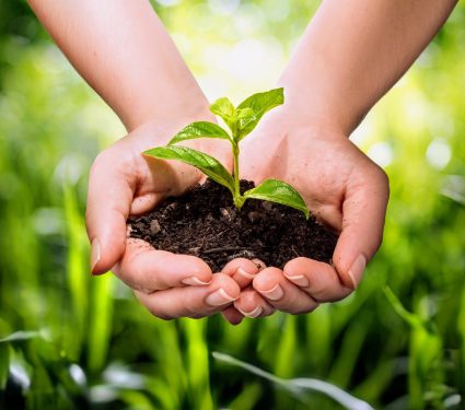 2024/09/Soil-carbon-storage.jpg