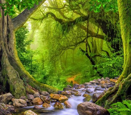 2024/09/Ozone-forest-growth.jpg
