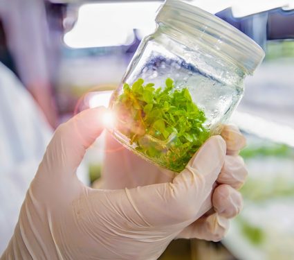 2024/09/Plant-stem-cells.jpg