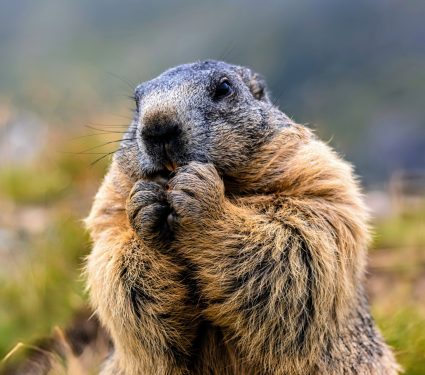 2024/09/Life-adversity-marmots.jpg