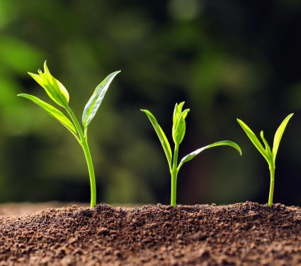 2024/09/Plant-interactions.jpg