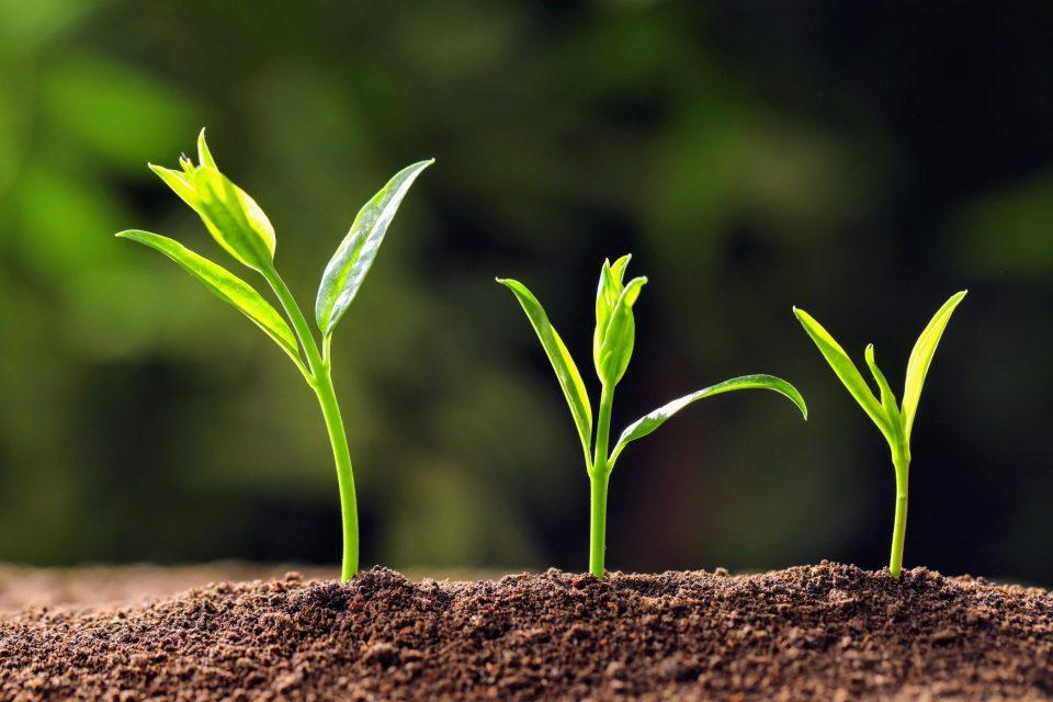 Secret lives of plants: Exploring complex interactions