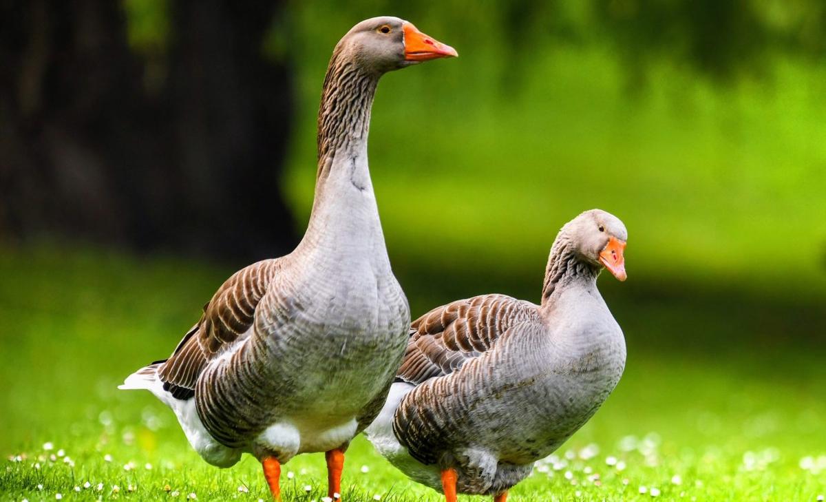 Bold personality traits improve parenting success in geese