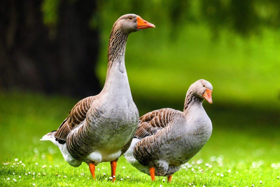 Bold personality traits improve parenting success in geese