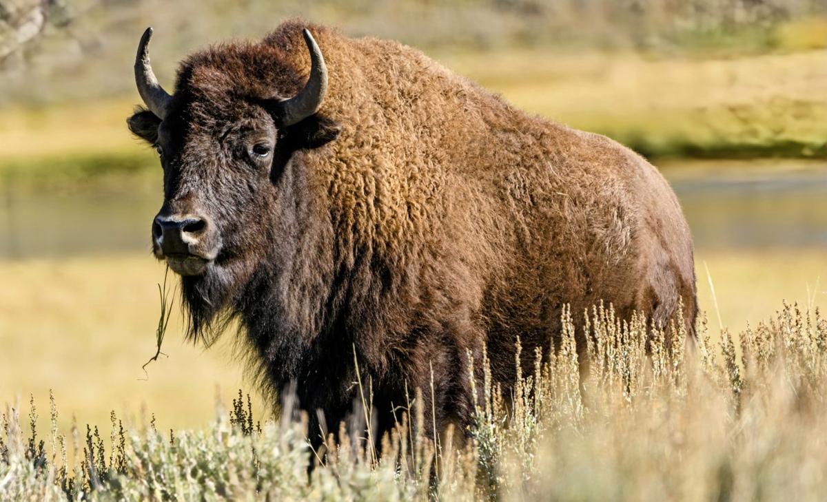 How do competing animals manage to find enough food?