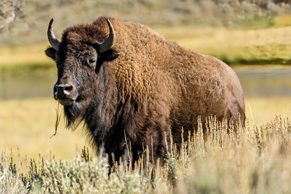How do competing animals manage to find enough food?