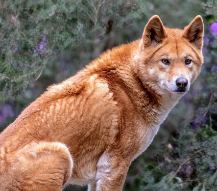 2024/09/Australian-dingoes.jpg