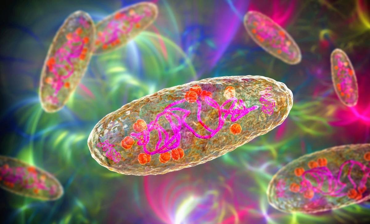 Do bacteria age or are they immortal?