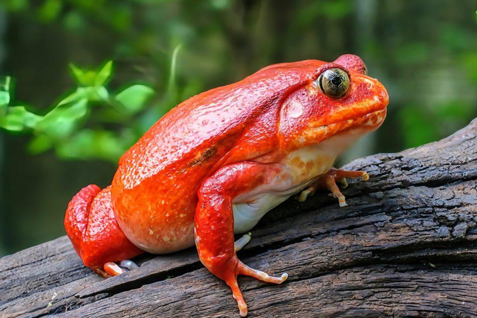 Some frogs secrete ‘glue’ to stop predators in their tracks