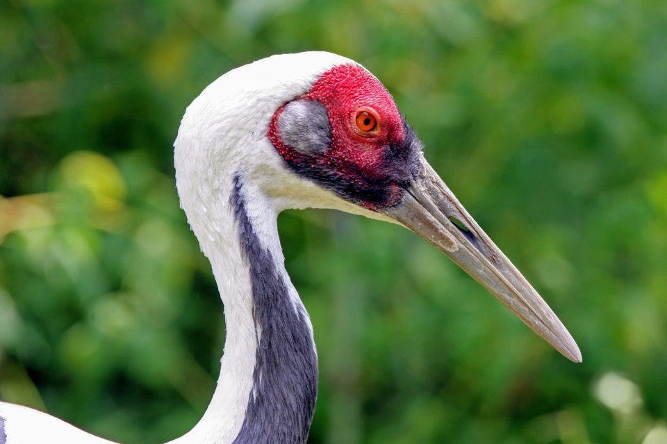 How do cranes meet their needs in complex environments?