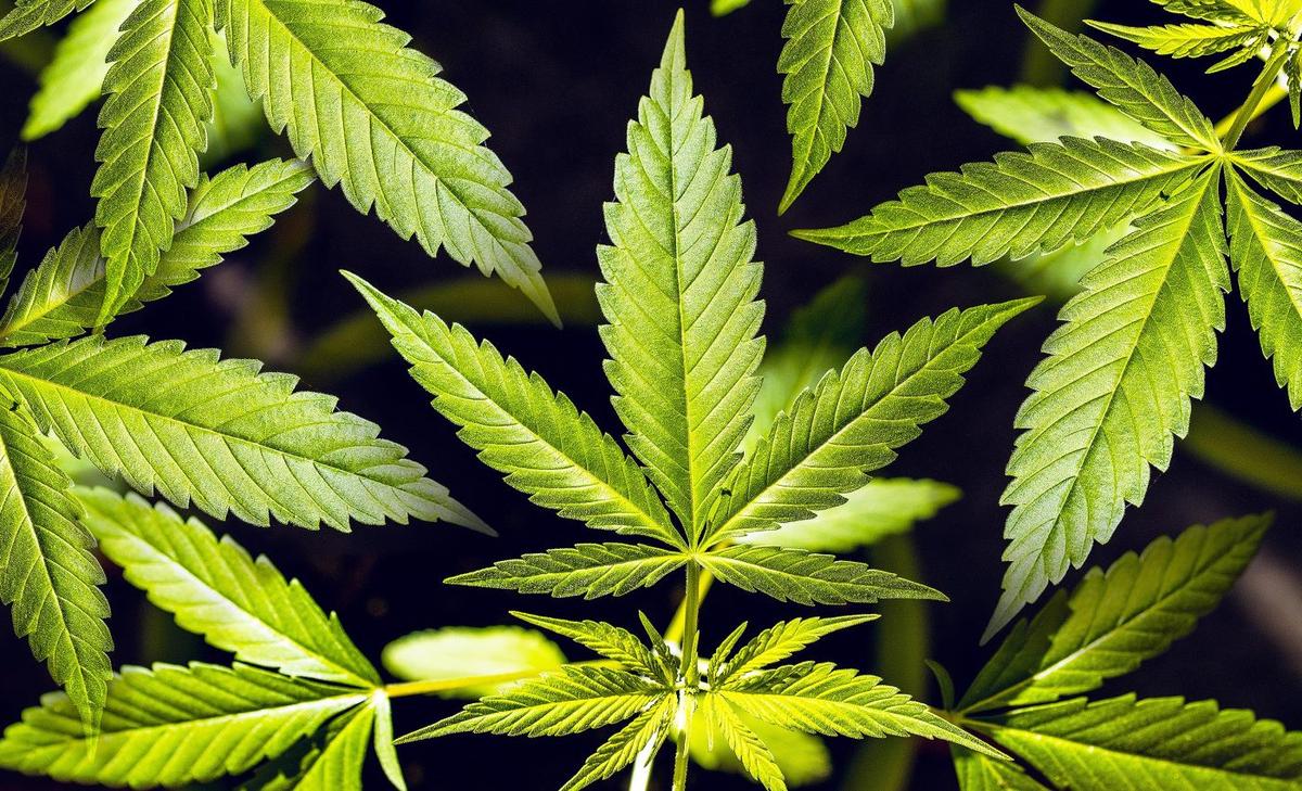 Hemp leaf extracts can eradicate one of the world’s deadliest pests