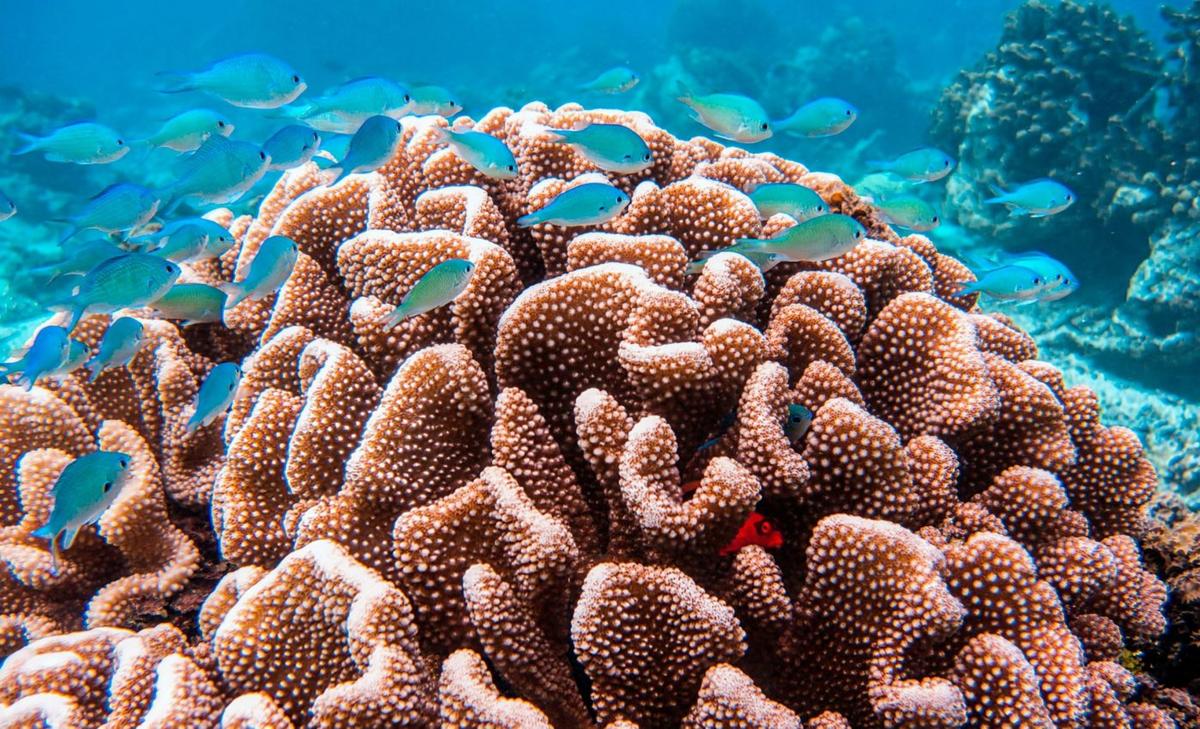 Deep corals may be a lifeline for shallow reefs