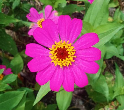 2024/09/Asteraceae-plants_most-diversity_1m.jpg