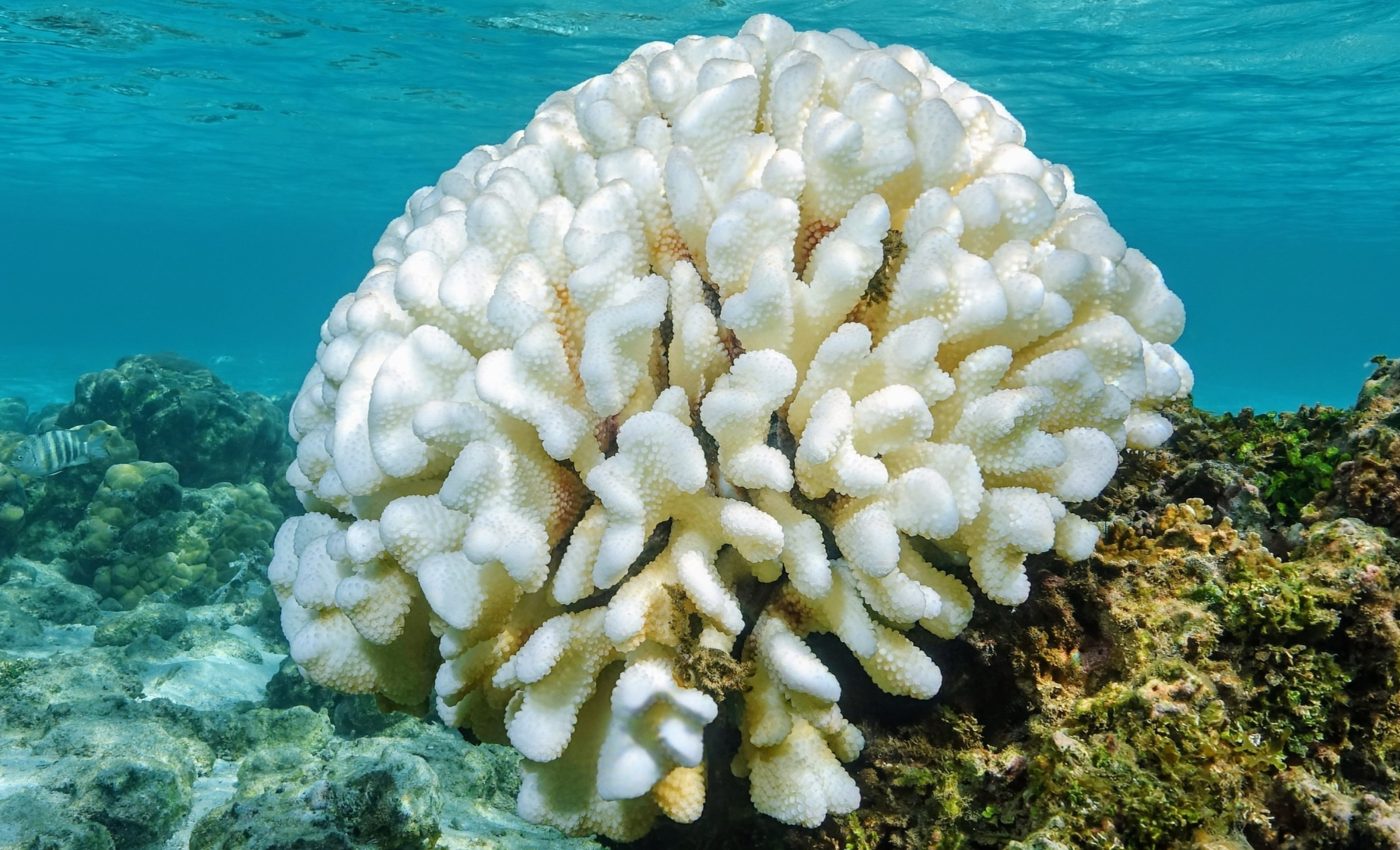 Dead coral skeletons prevent reefs from recovering