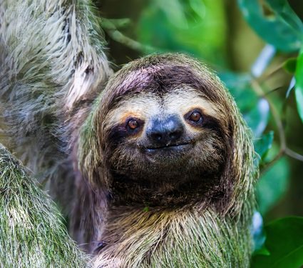 2024/09/Sloths.jpg