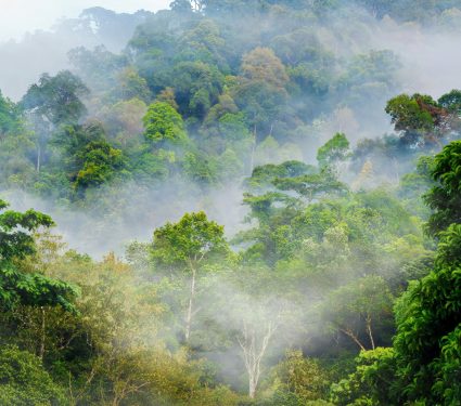 2024/09/Drones-biodiversity.jpg