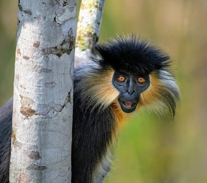 2024/09/Langurs.jpg