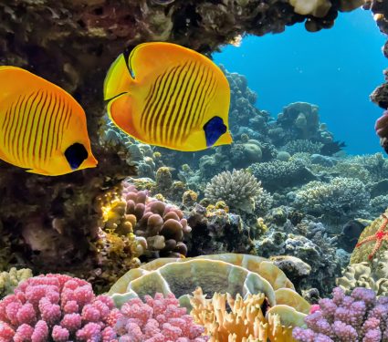 2024/10/Coral-reefs-human-rights.jpg
