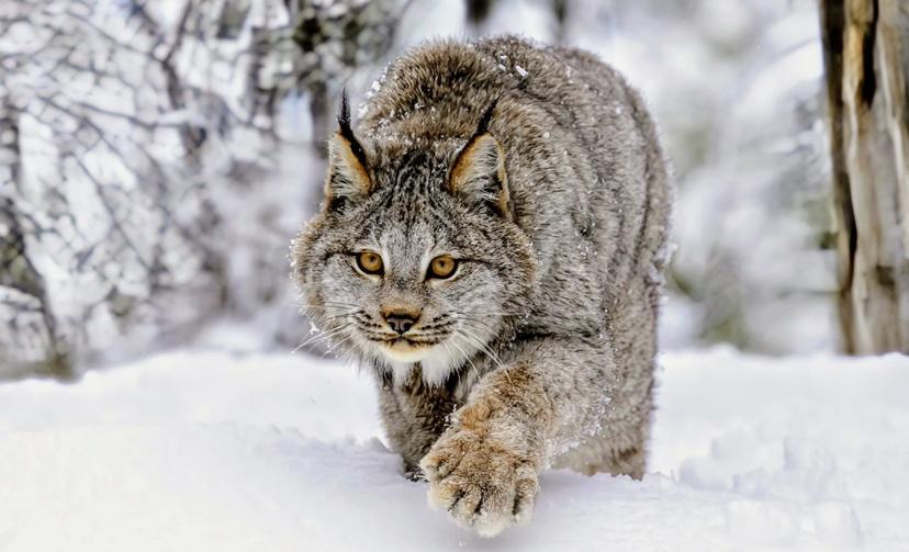 Canada lynx survival linked to life cycle of snowshoe hares - Earth.com
