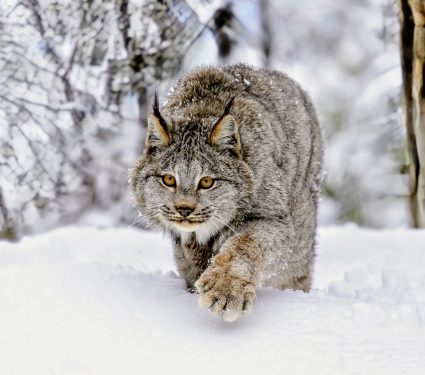 2024/10/Lynx-survival.jpg