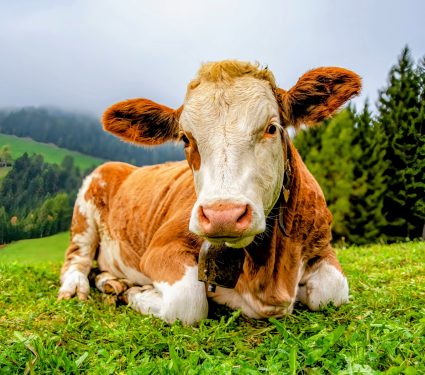 2024/10/World-Farm-Animals-Day.jpg