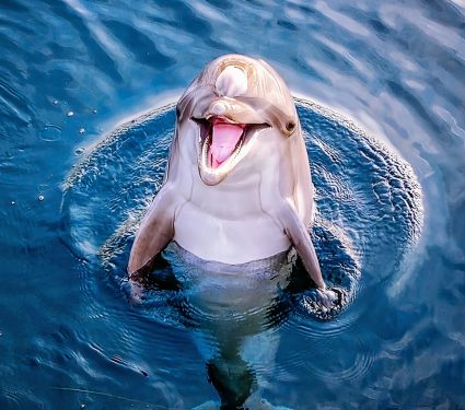 2024/10/Dolphins-smile.jpg